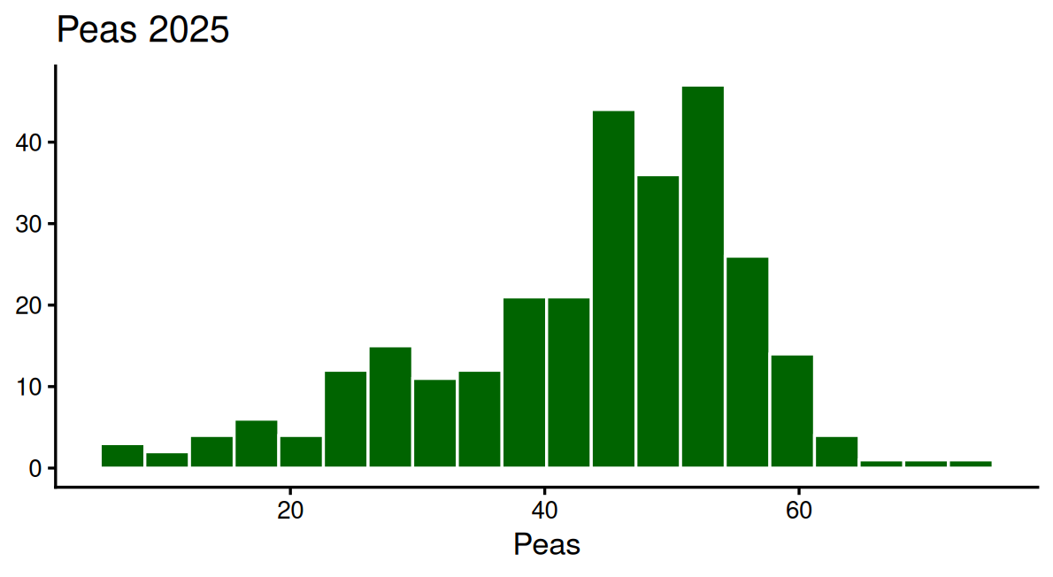 Histogram of 2025 pea yields across Saskatchewan RMs, with an unlabelled vertical axis and a horizontal axis labelled only Peas.